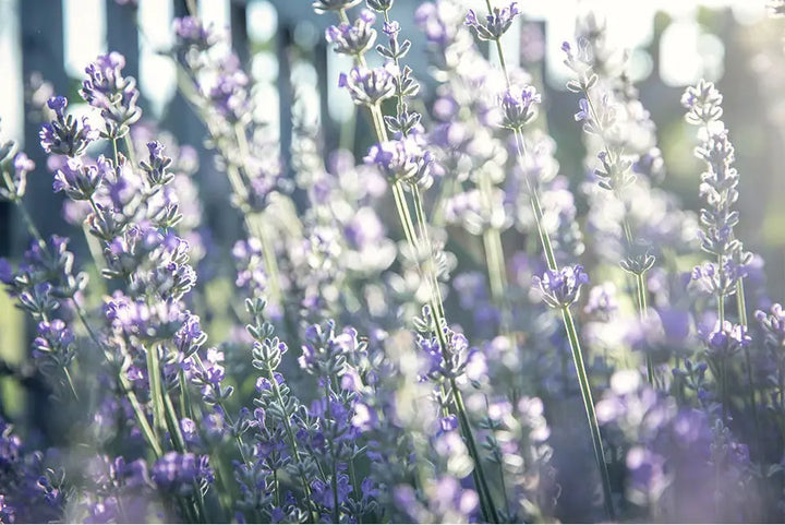 SUSANNE KAUFMANN: SPECIAL INGREDIENTS FROM THE AUSTRIAN ALPINE