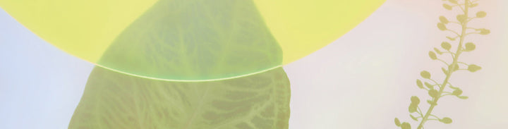 HoliFrog | Alyaka.com