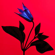 Manasi 7 Eye glow colour 'Ayame' 5g